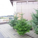 IMGP1259