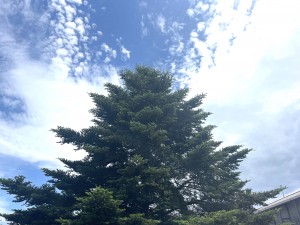IMG_4982